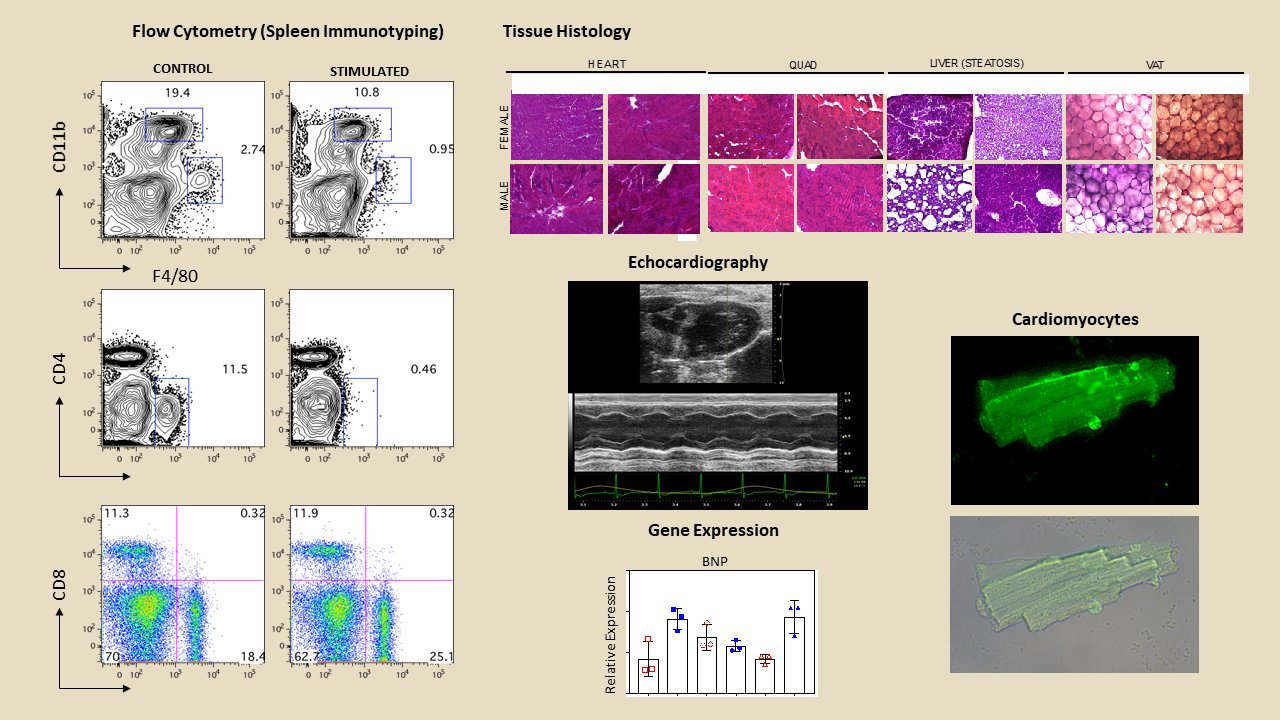 Data showing flow cytometry, tissue histology, echocardiography, and gene expression